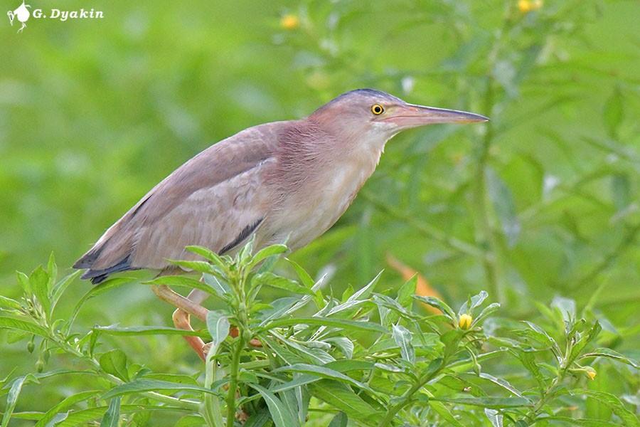 黃小鷺 - ML641289900