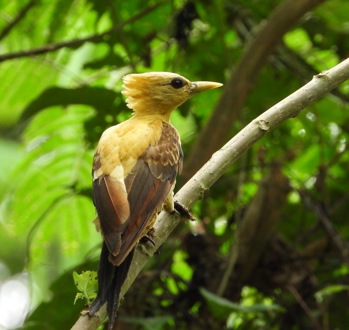 Cream-colored Woodpecker - ML641289916