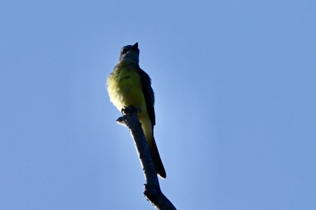 Couch's Kingbird - ML641289983