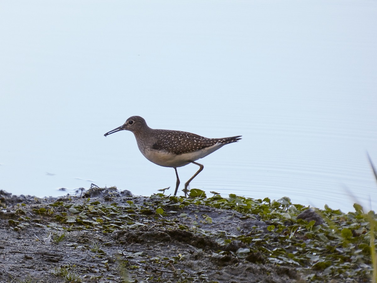 Solitary Sandpiper - ML641289985