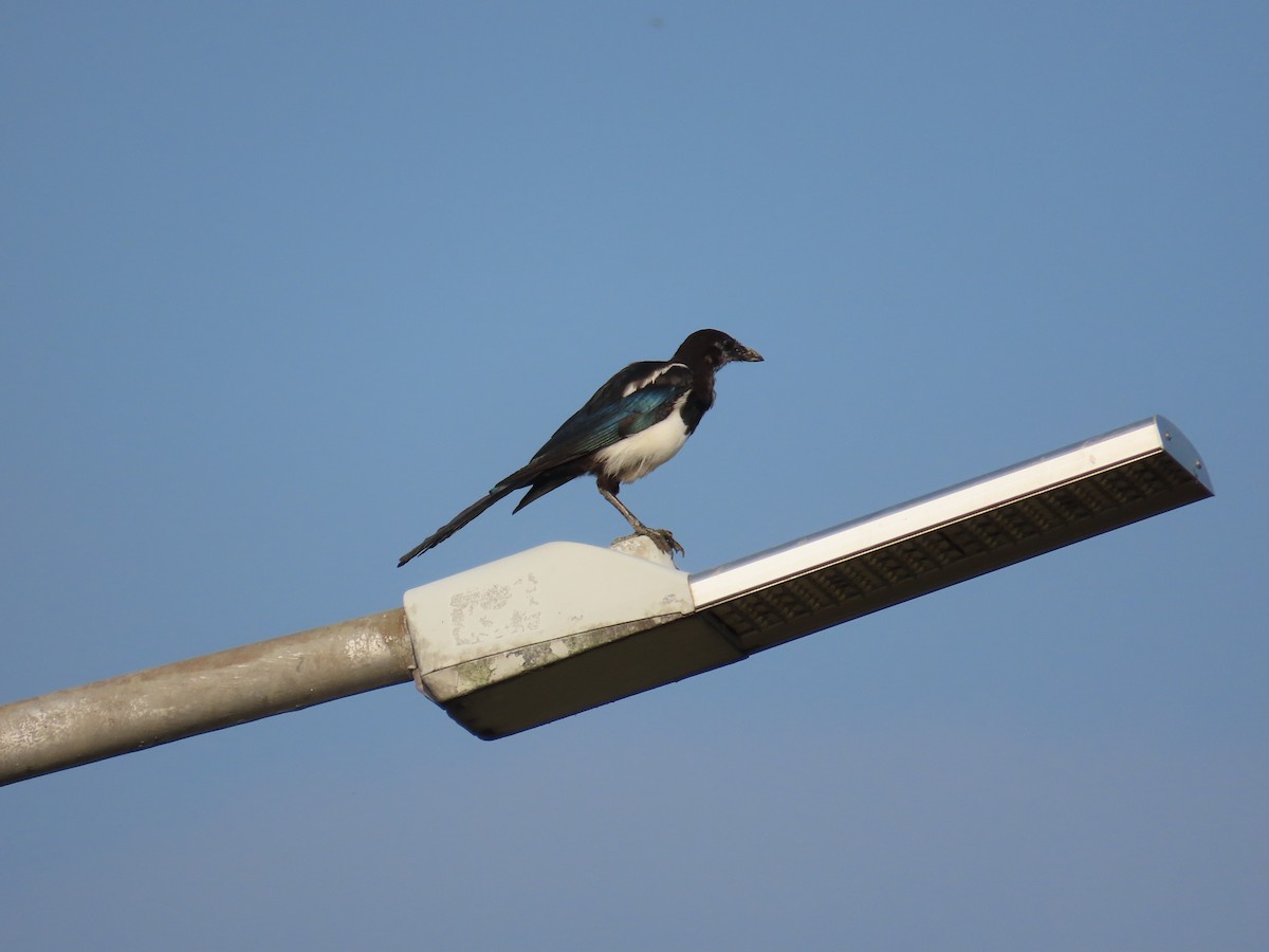 Oriental Magpie - ML641289989