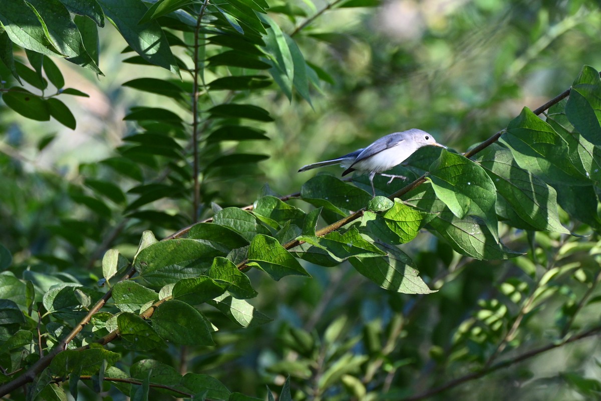Blue-gray Gnatcatcher - ML641289991