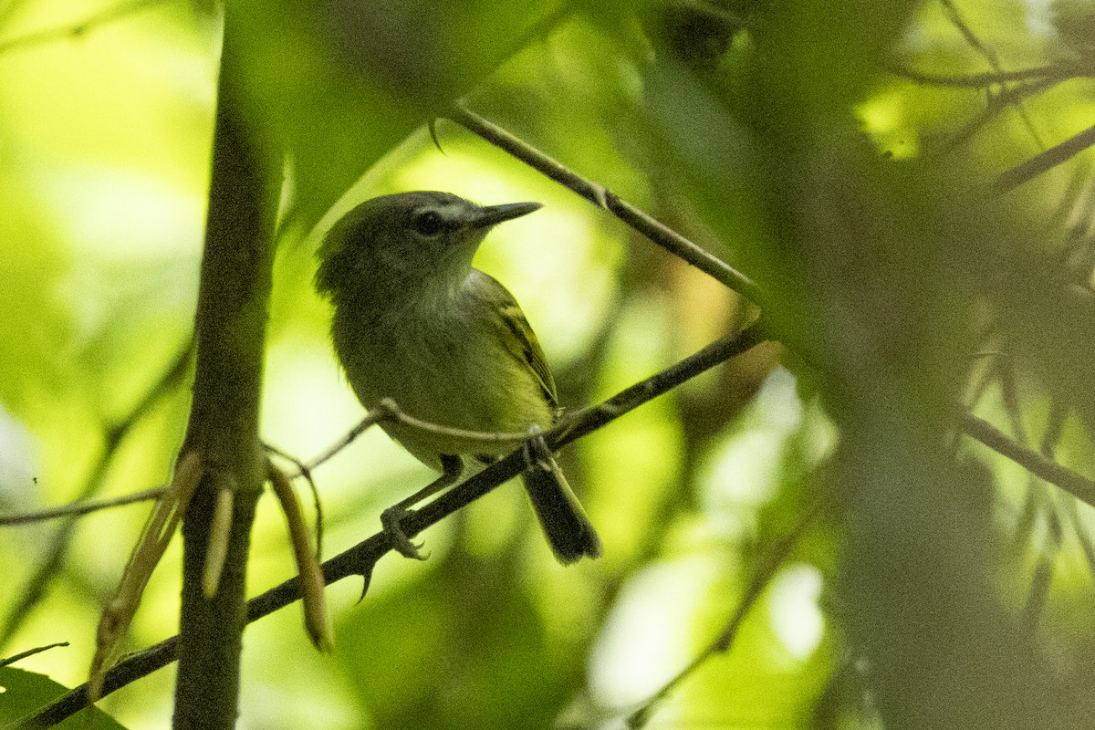 Slate-headed Tody-Flycatcher - ML641289994