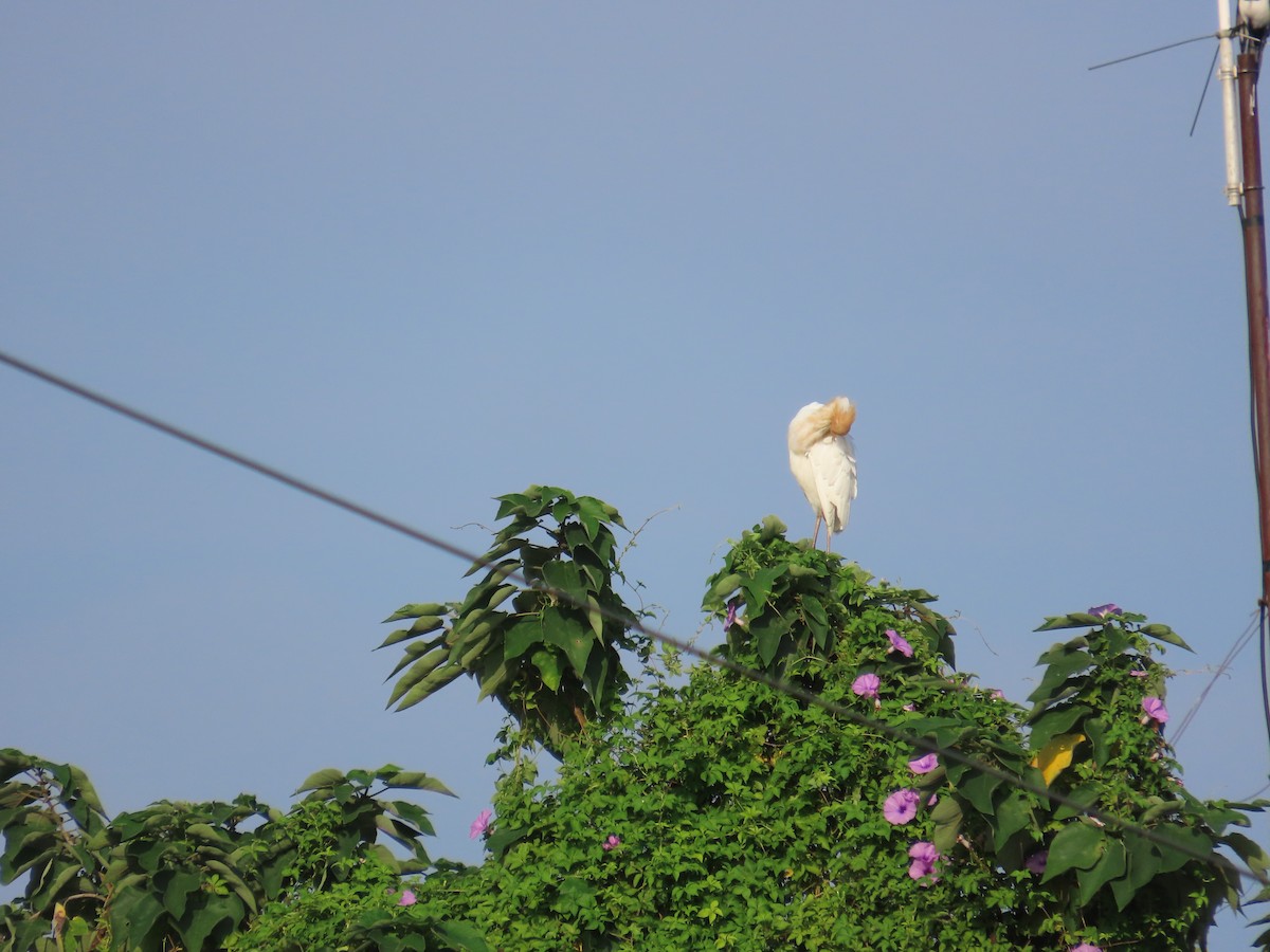 Eastern Cattle-Egret - ML641290012