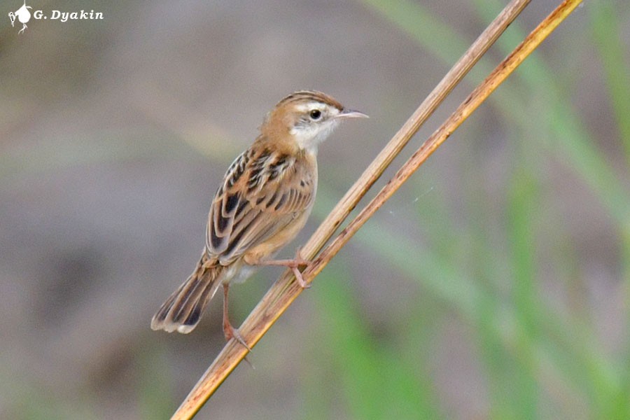 Zitting Cisticola - ML641290032