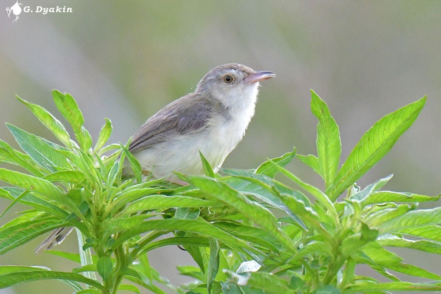 Plain Prinia - ML641290051