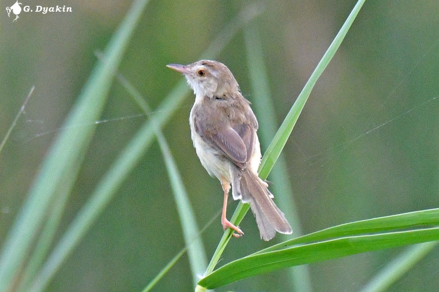 Plain Prinia - ML641290056