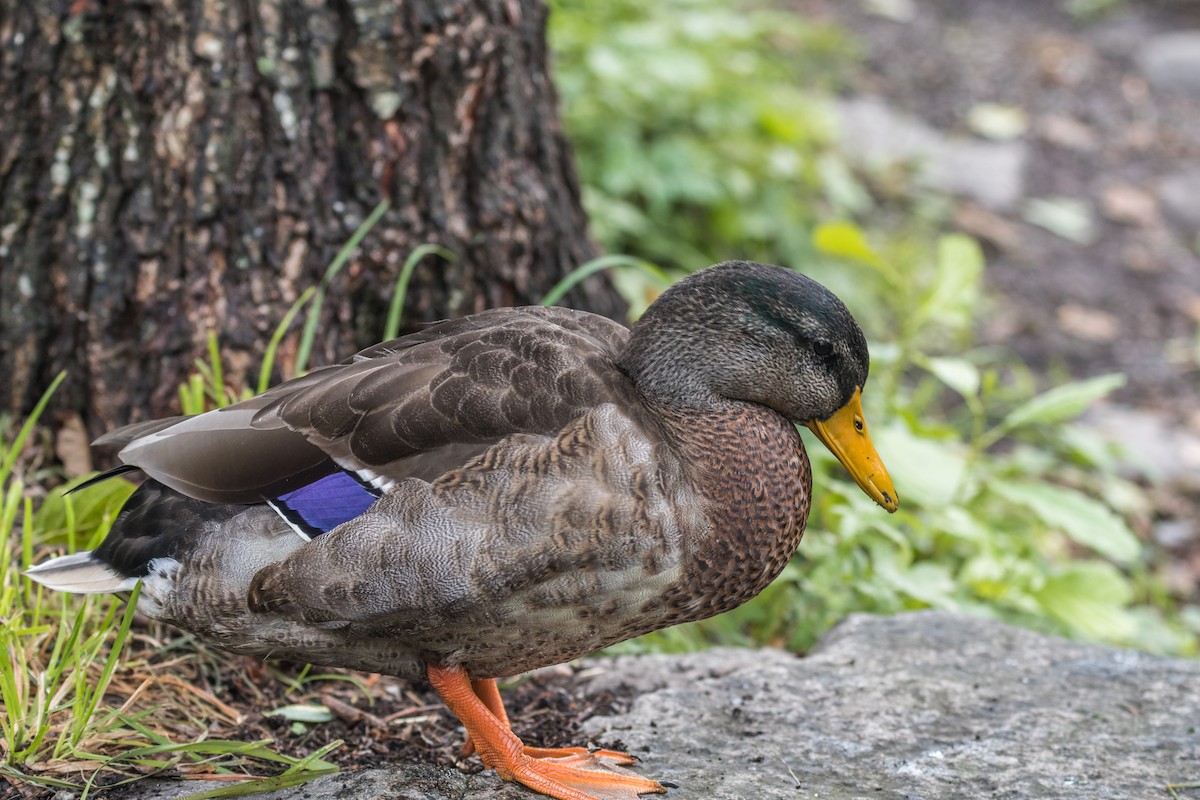 Canard colvert - ML641290069