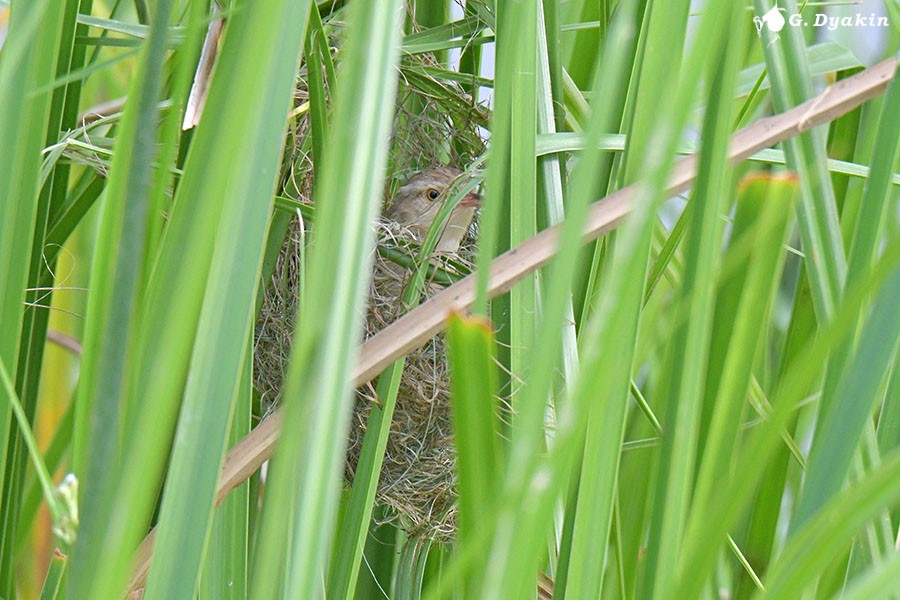 Plain Prinia - ML641290083
