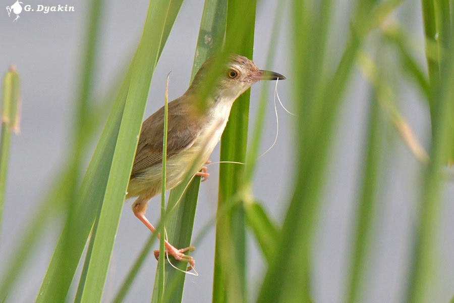Plain Prinia - ML641290084
