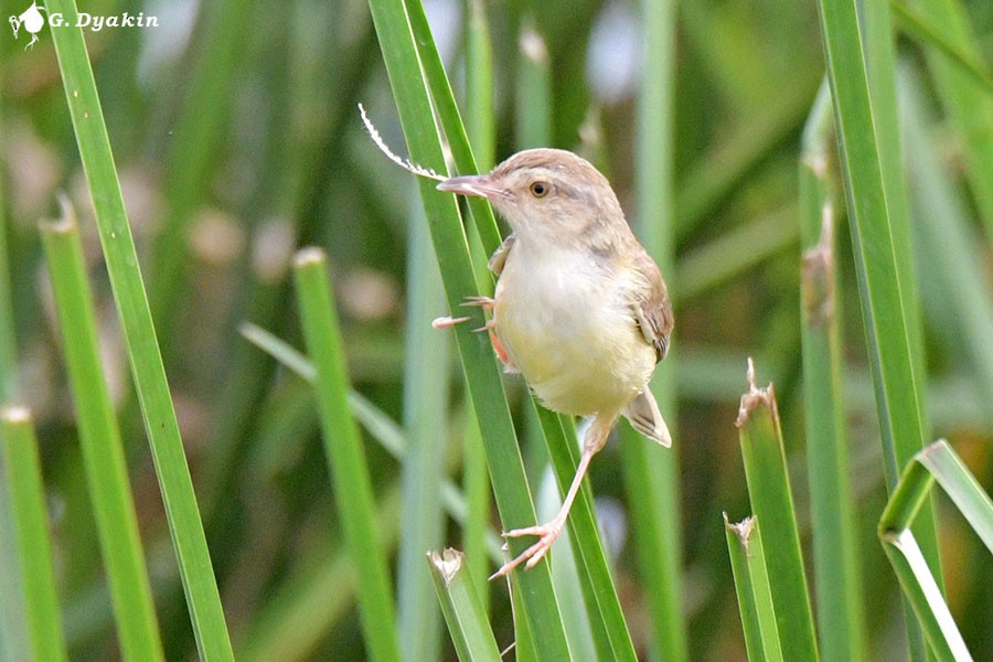 Plain Prinia - ML641290085