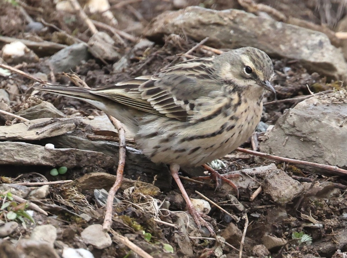Rosy Pipit - ML641290097