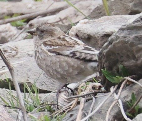 Pinzón Montano de Hodgson - ML641290111