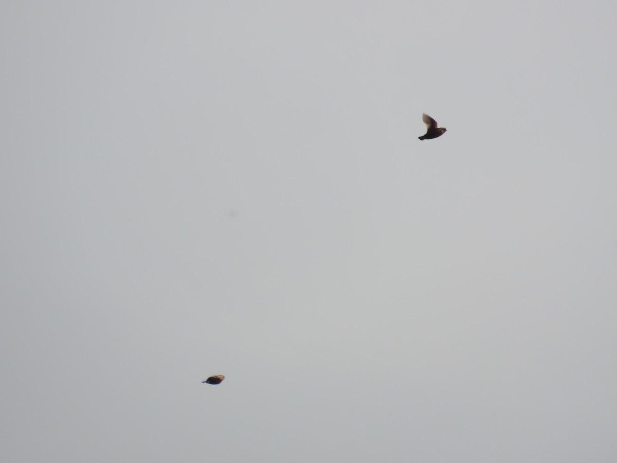 Chestnut Munia - ML641290112