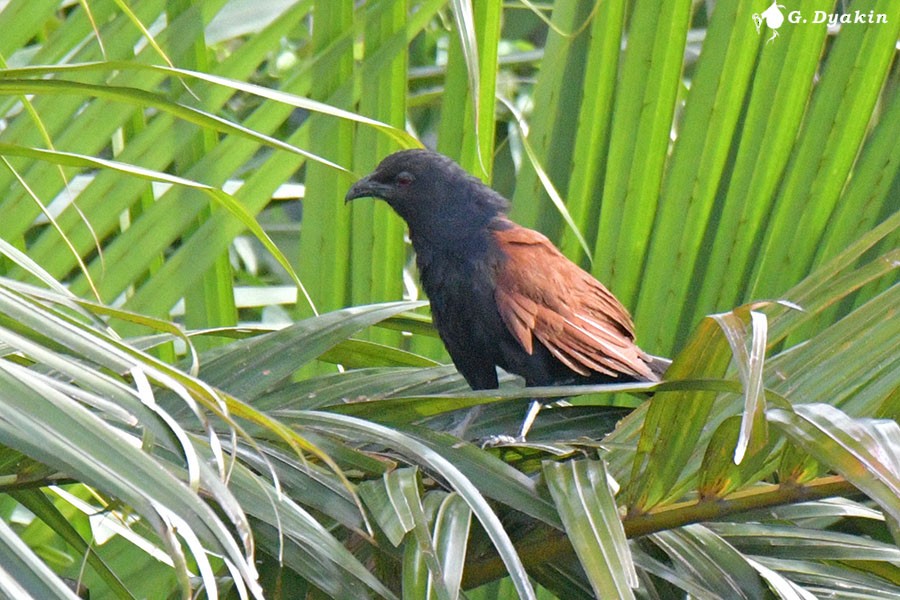 Greater Coucal - ML641290116