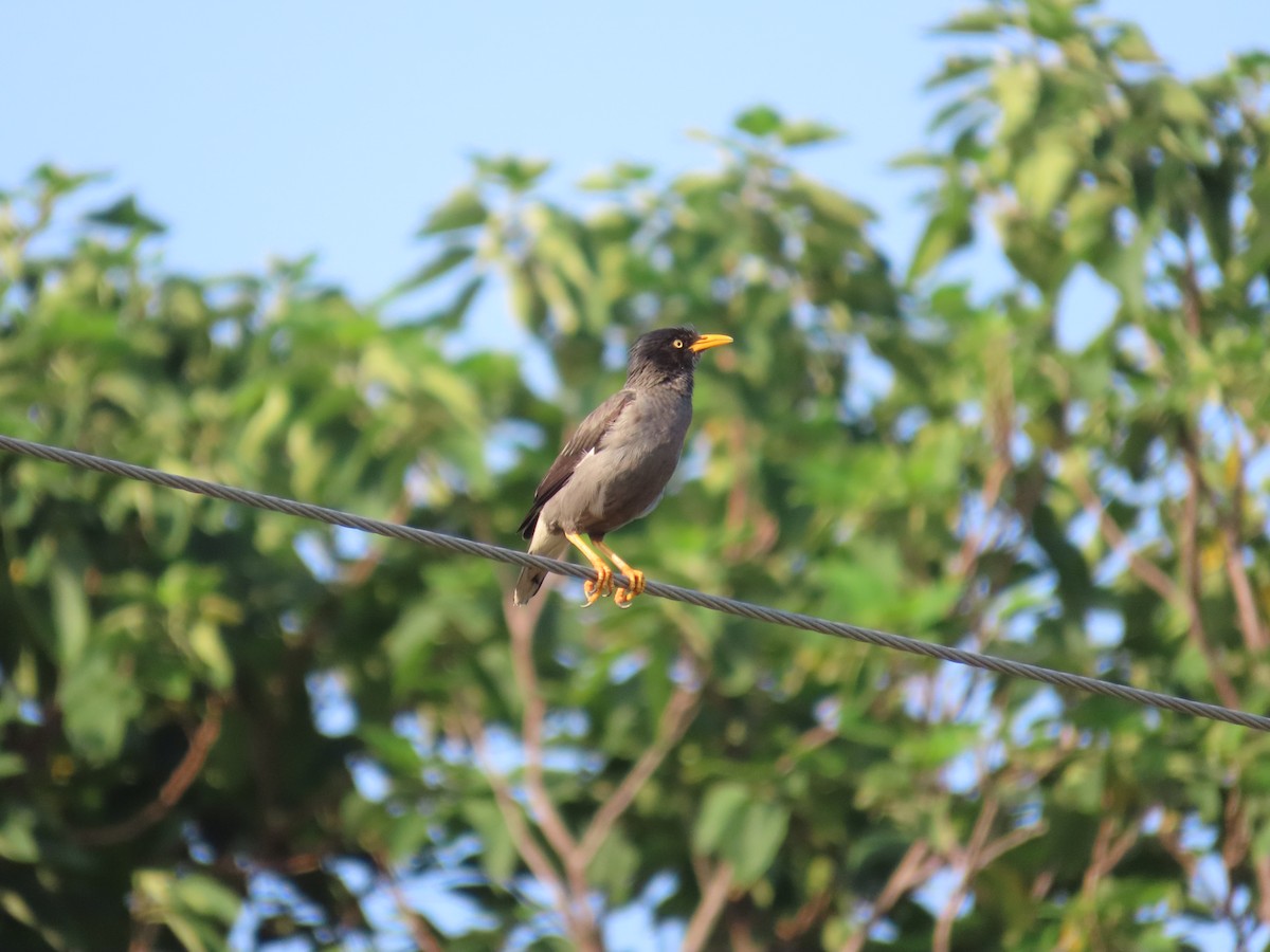 Javan Myna - ML641290121