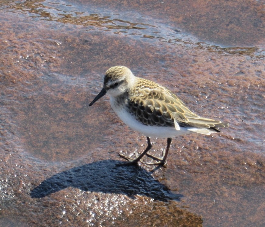 Semipalmated Sandpiper - ML641290125