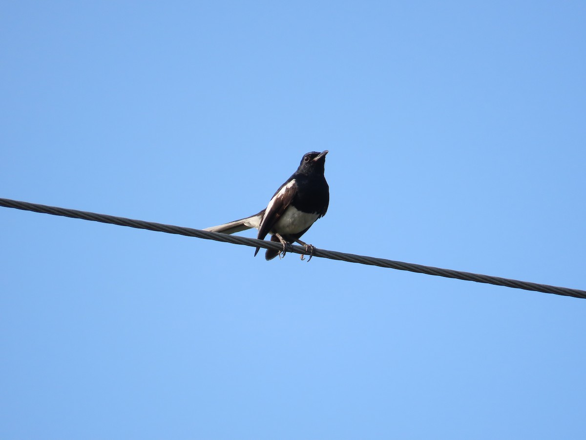 Oriental Magpie-Robin - ML641290132