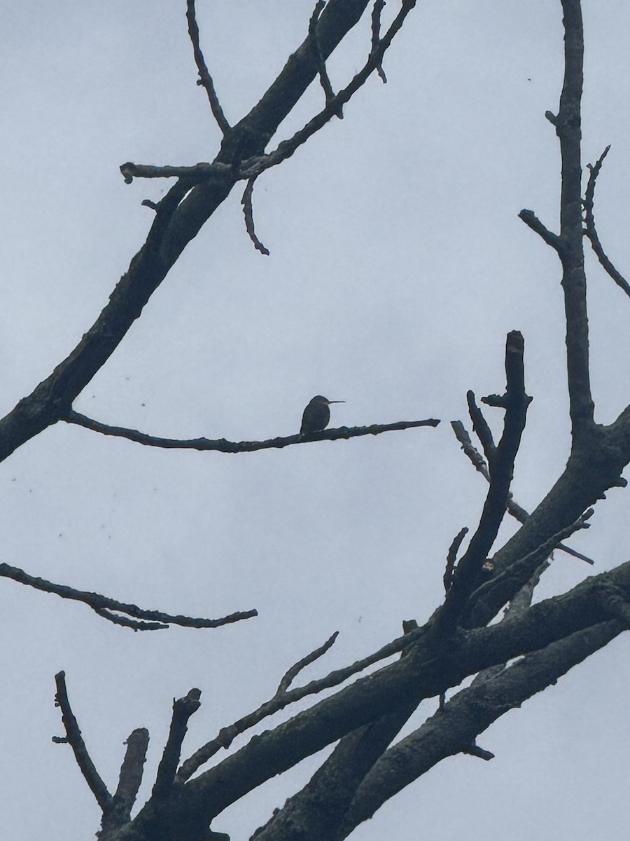 Ruby-throated Hummingbird - ML641290133