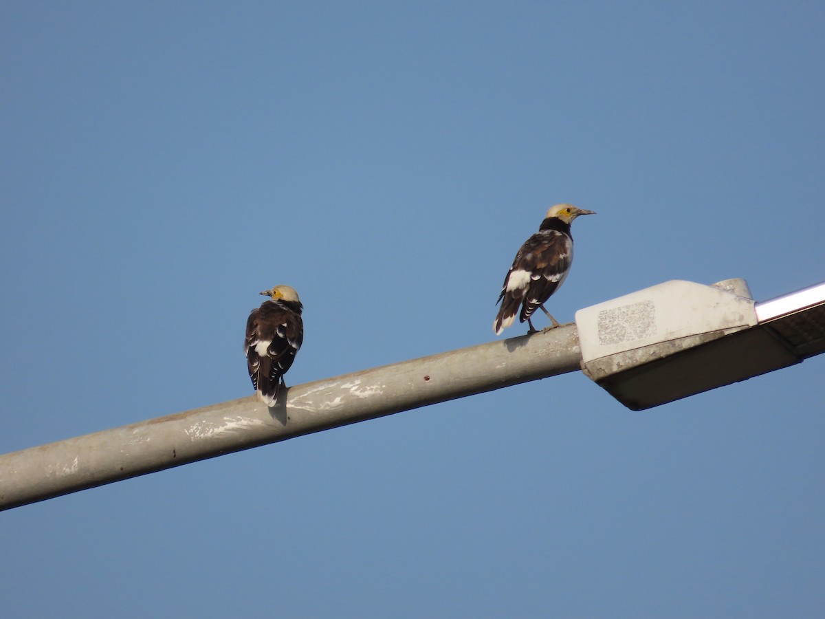 Black-collared Starling - ML641290137