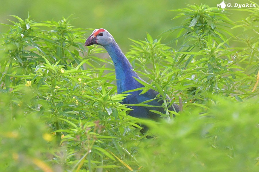 Gray-headed Swamphen - ML641290138