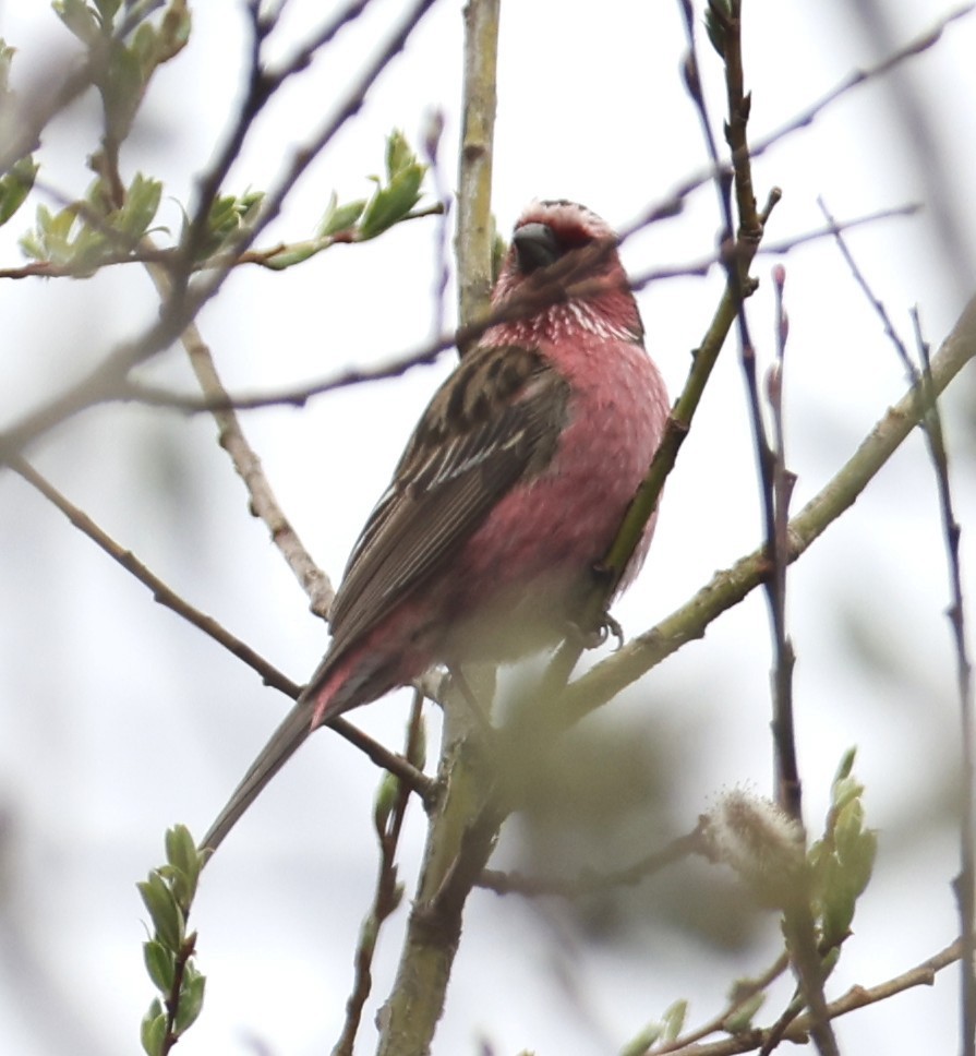 Chinese White-browed Rosefinch - ML641290140