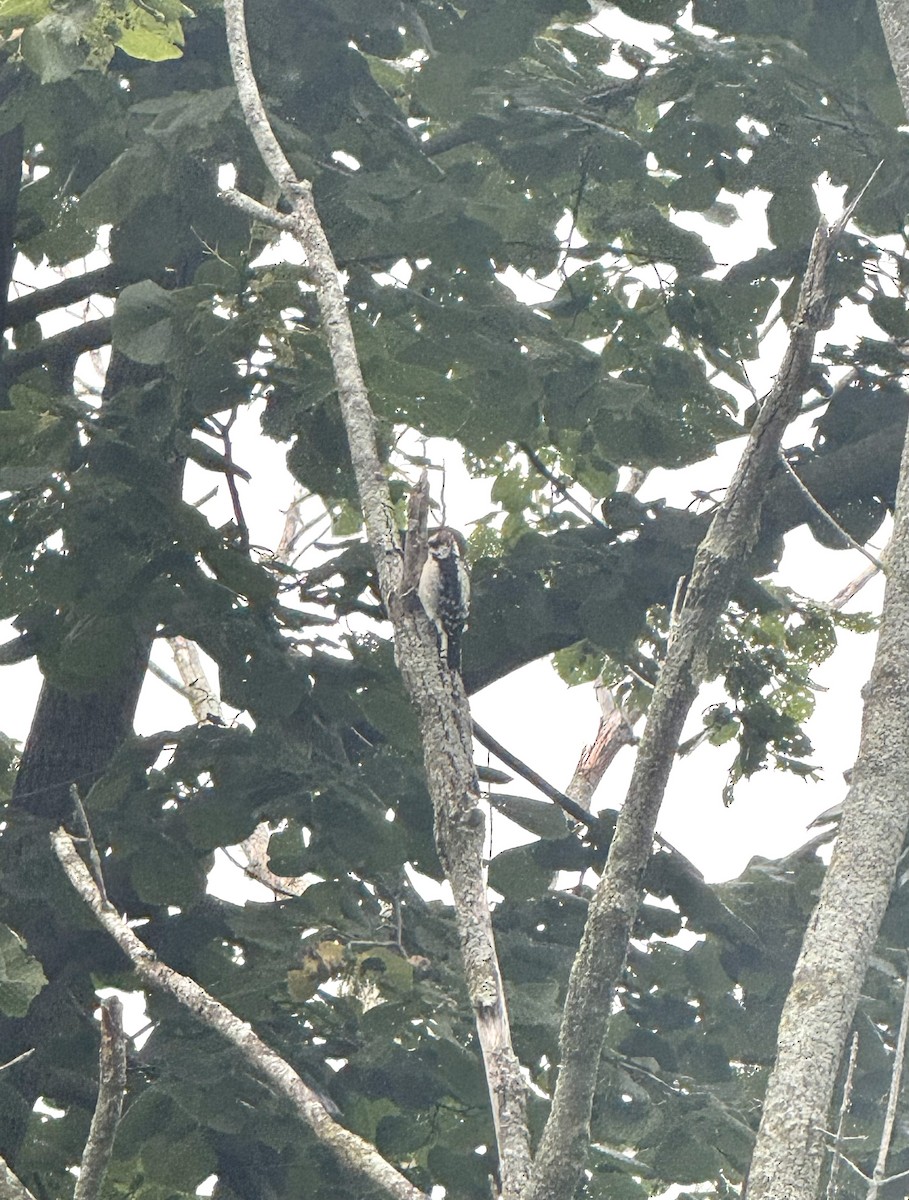 Downy Woodpecker - ML641290141
