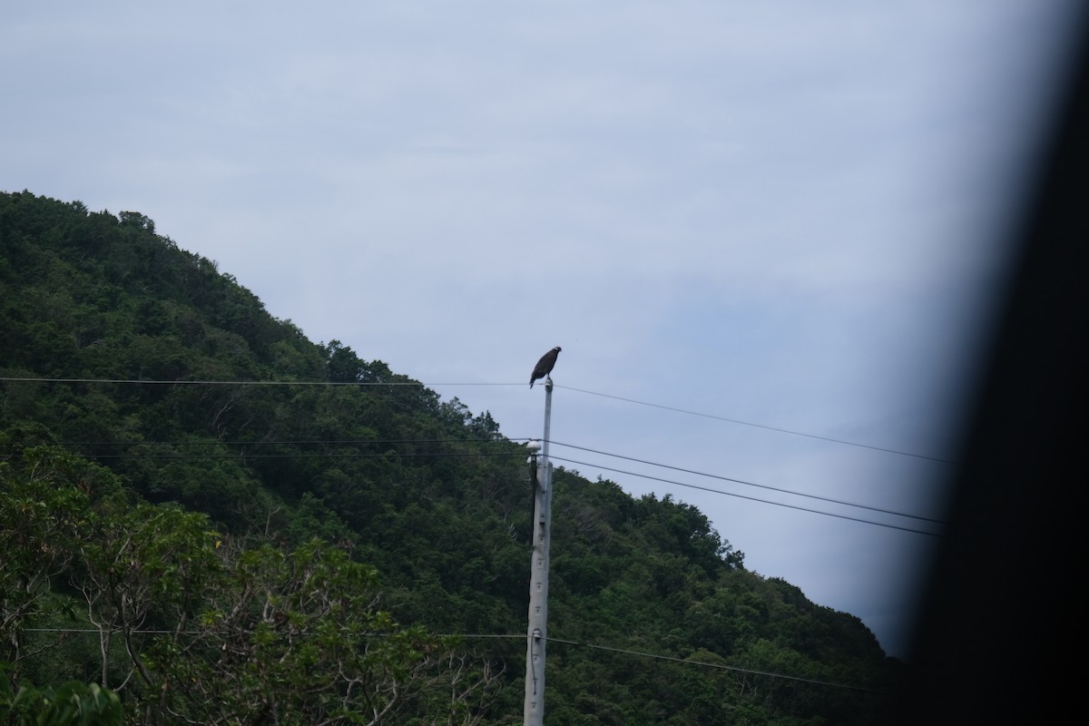 Crested Serpent-Eagle - ML641290142