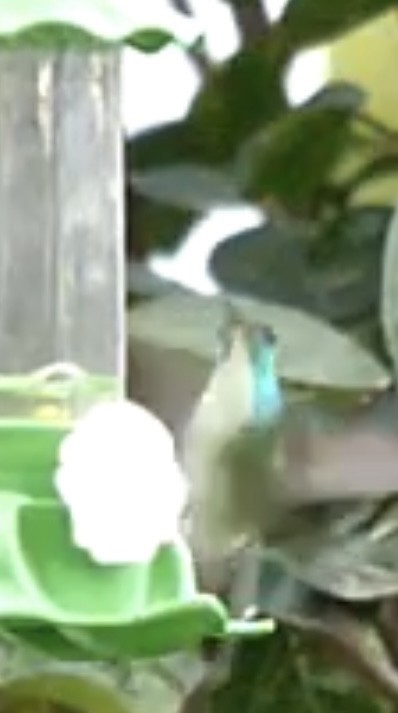 Versicolored Emerald - ML641290155