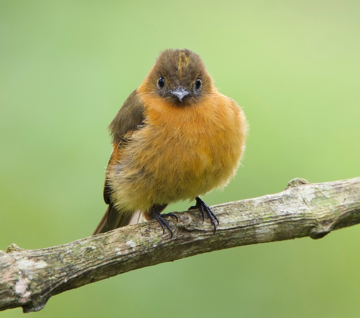 Cinnamon Flycatcher - ML641290174