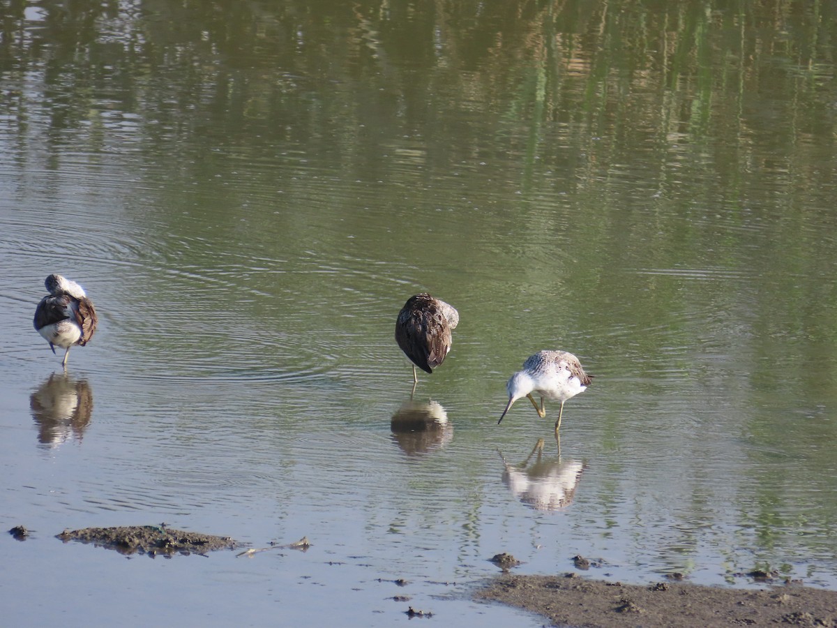 Common Greenshank - ML641290197