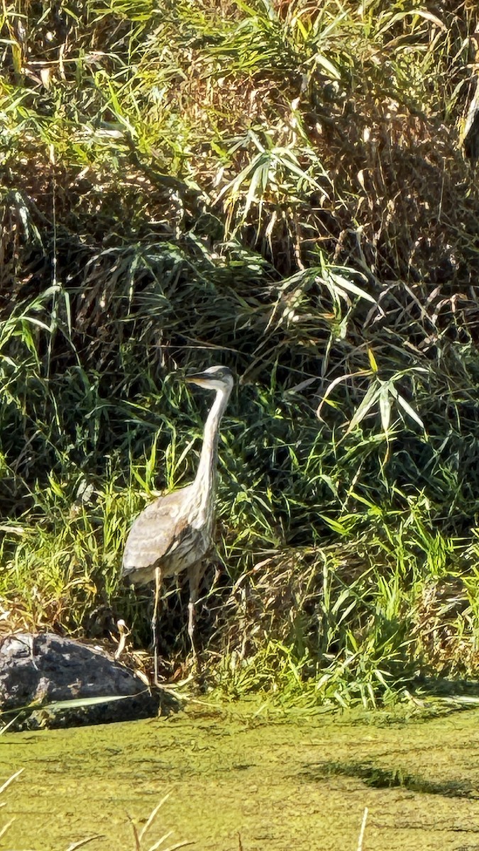 Great Blue Heron - ML641290199