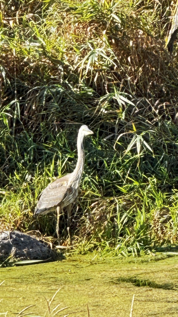 Great Blue Heron - ML641290200