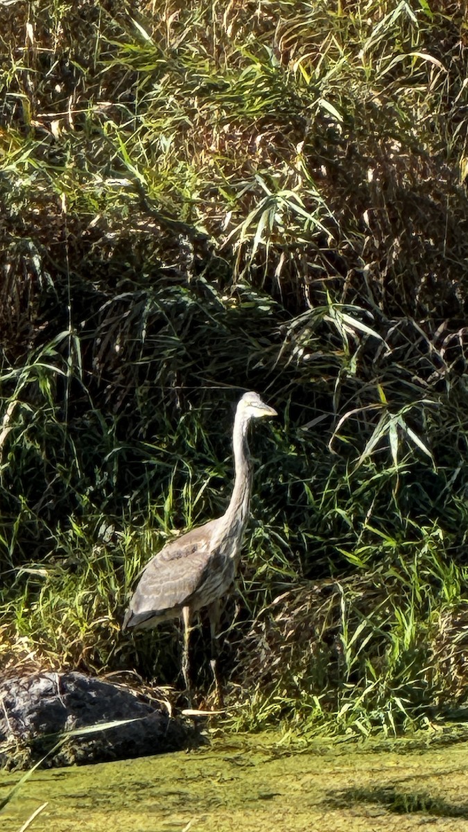 Great Blue Heron - ML641290201