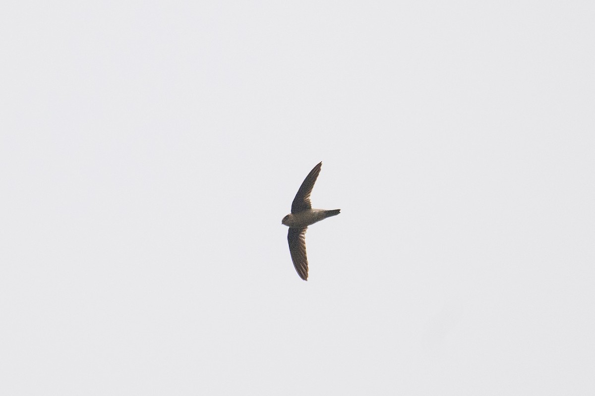 Indian Swiftlet - ML641290205