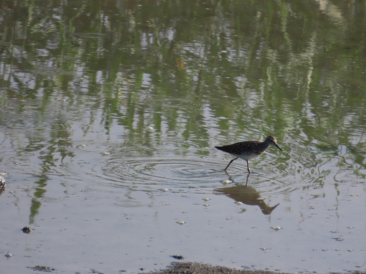 Wood Sandpiper - ML641290207