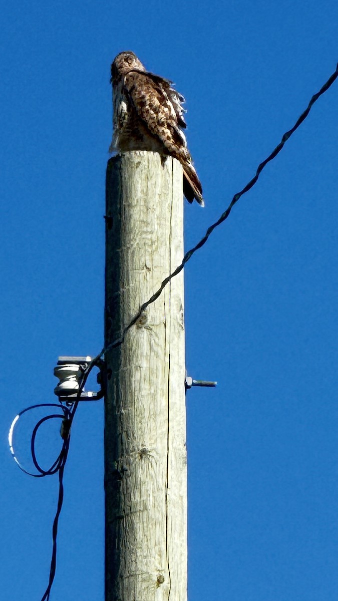 Red-tailed Hawk - ML641290215