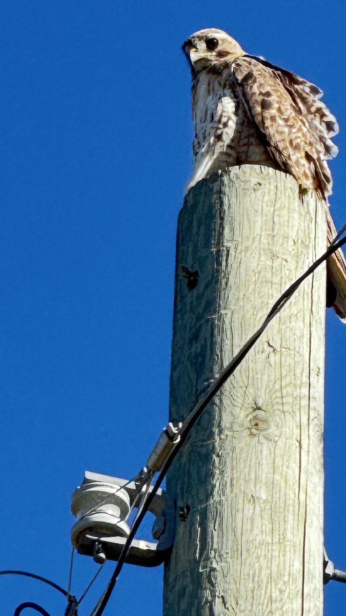 Red-tailed Hawk - ML641290217