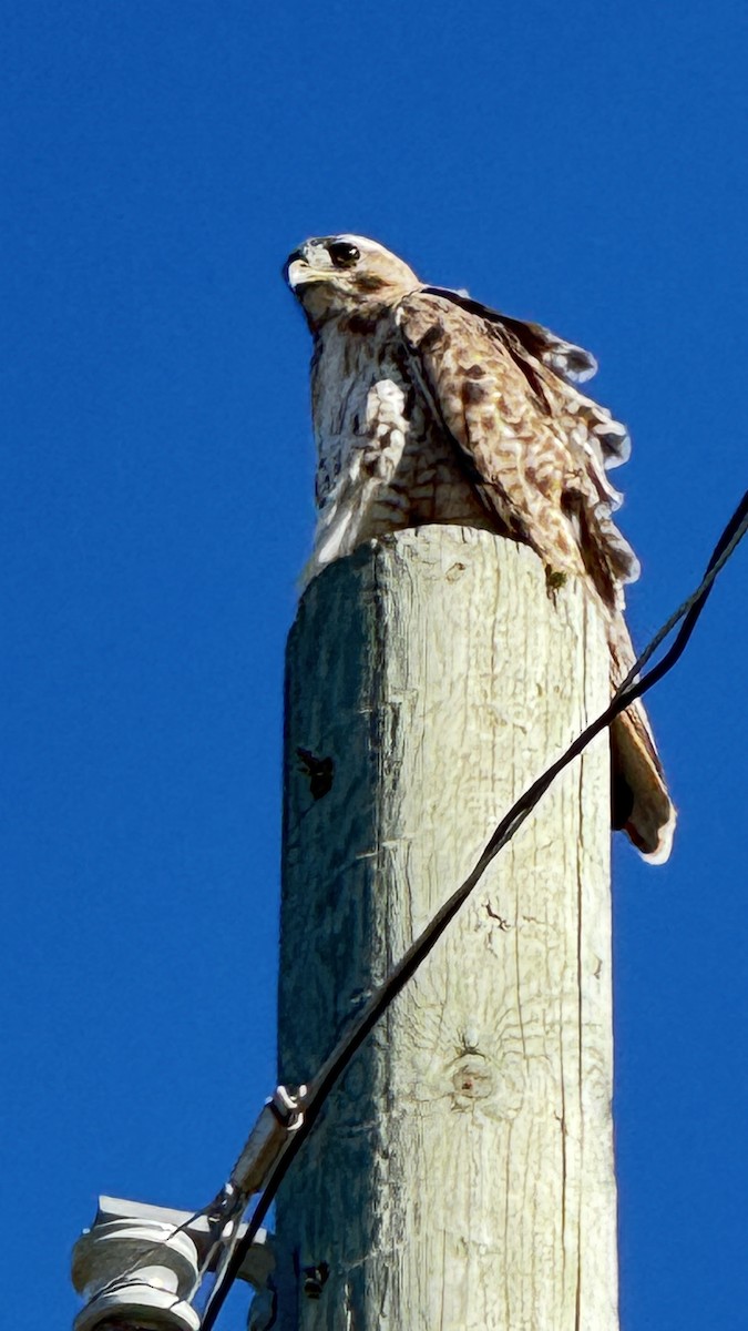 Red-tailed Hawk - ML641290218
