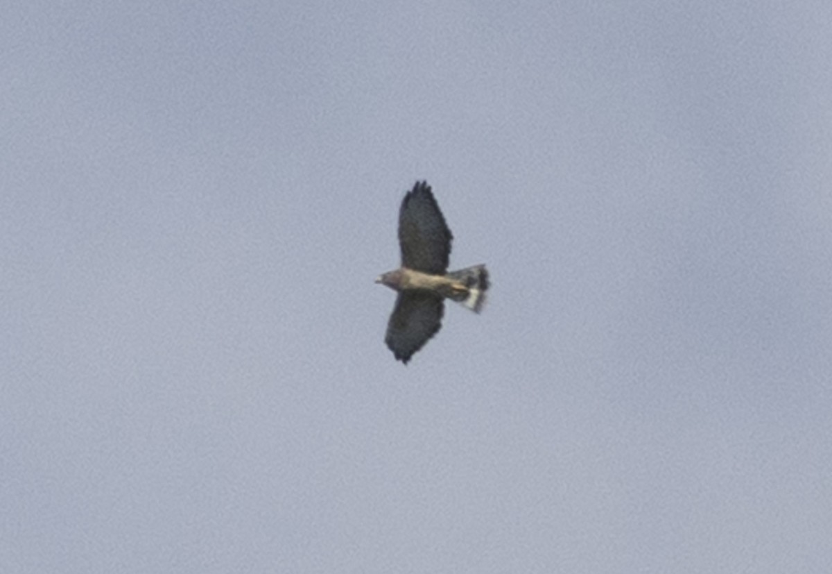 Broad-winged Hawk - ML641290219