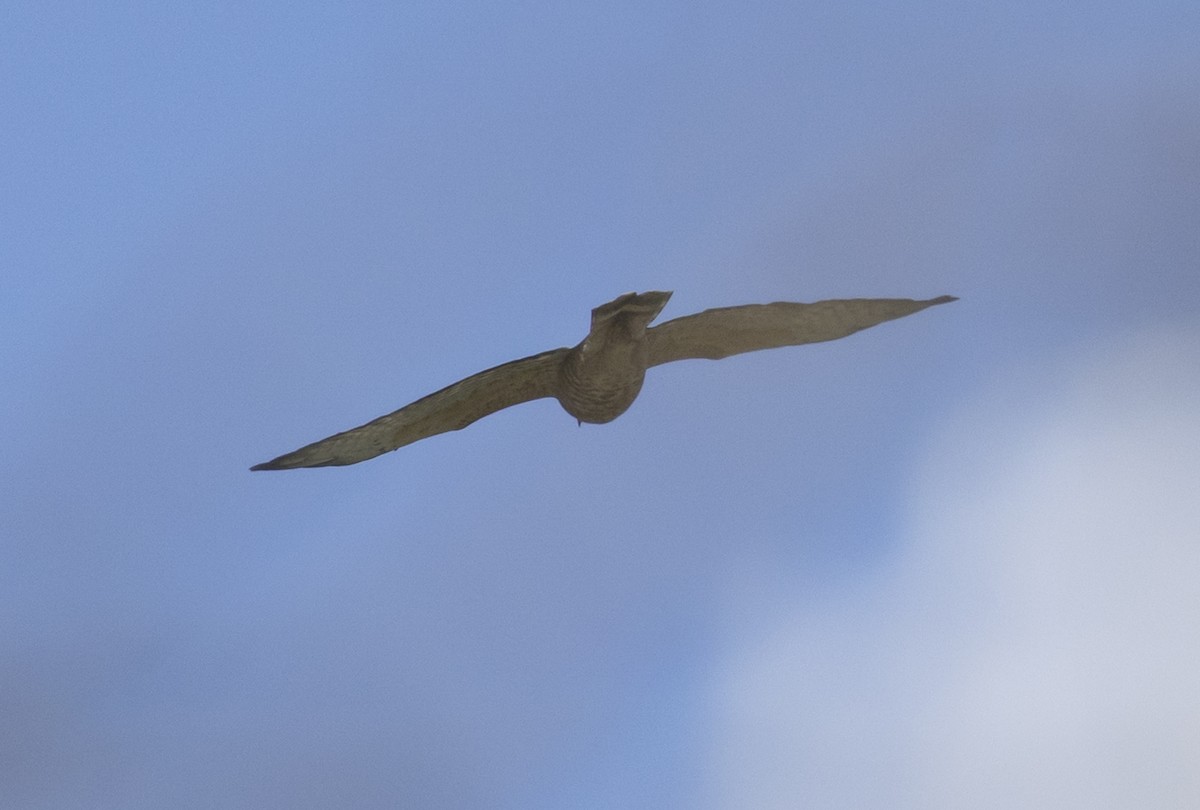 Broad-winged Hawk - ML641290220
