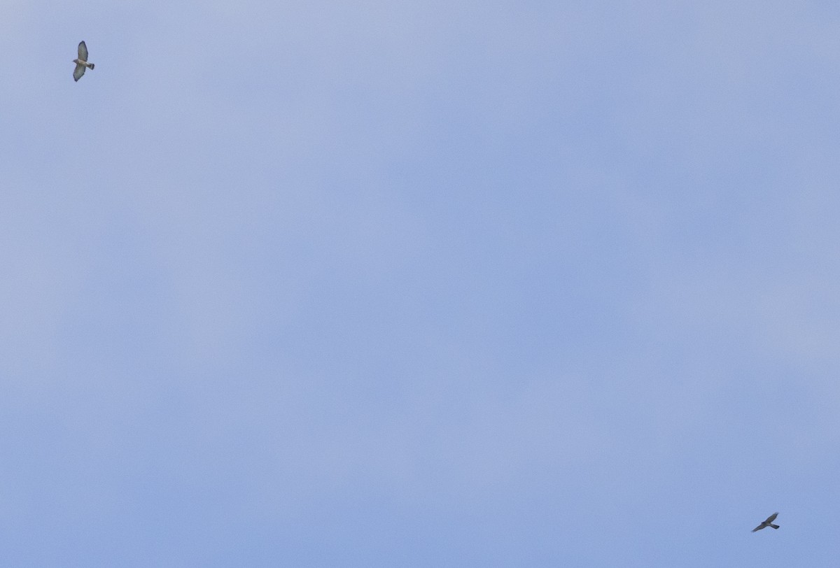 Broad-winged Hawk - ML641290221
