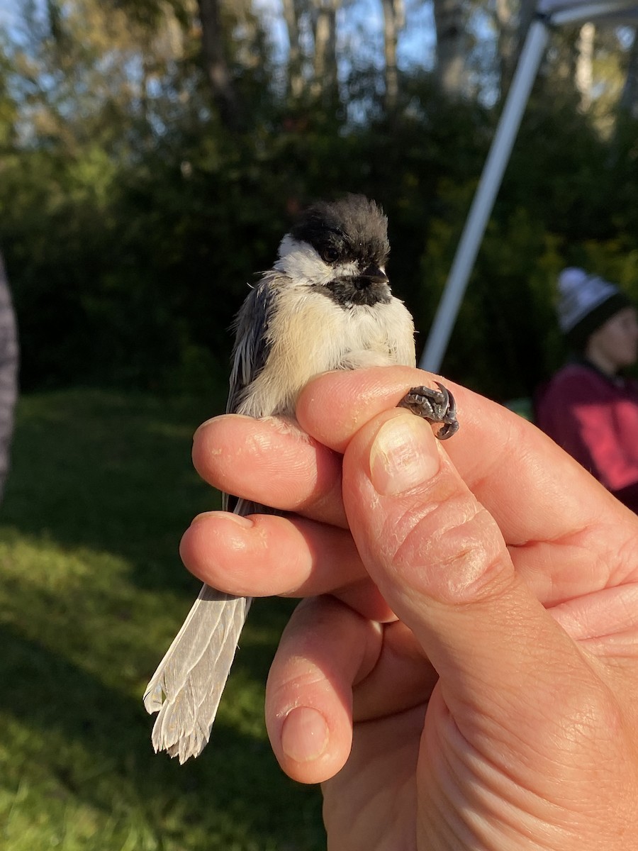 Black-capped Chickadee - ML641290222