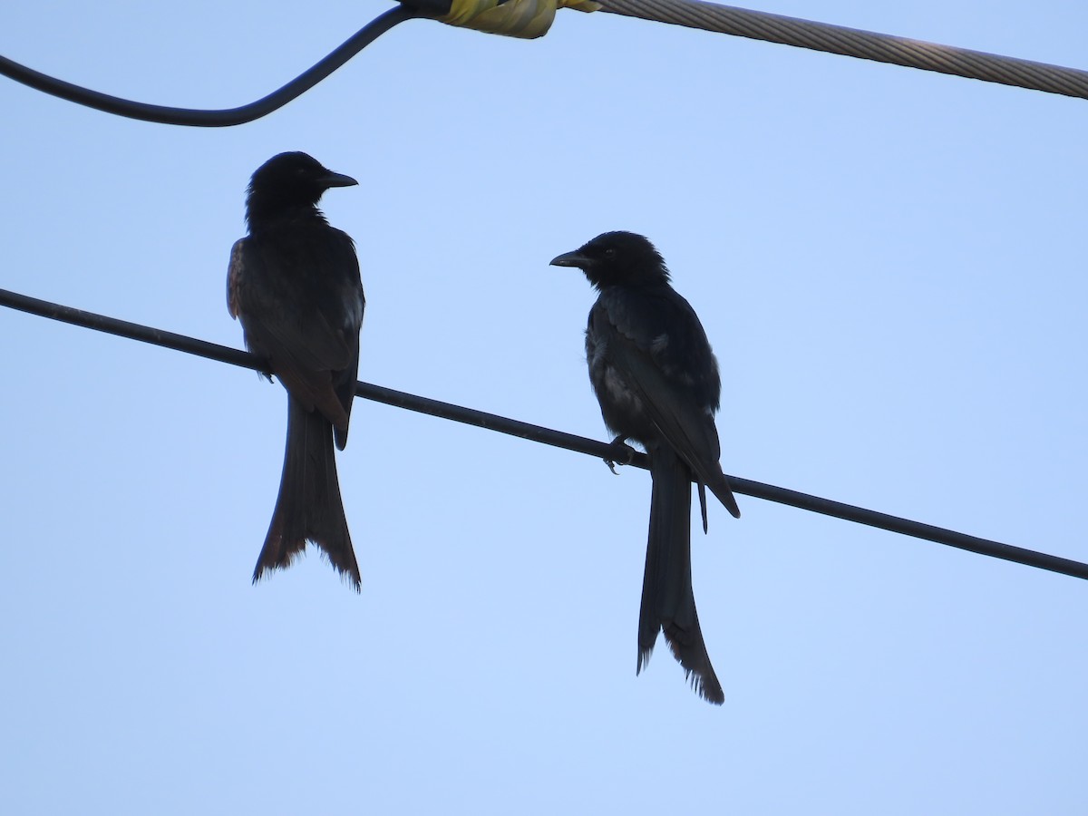 Black Drongo - ML641290223