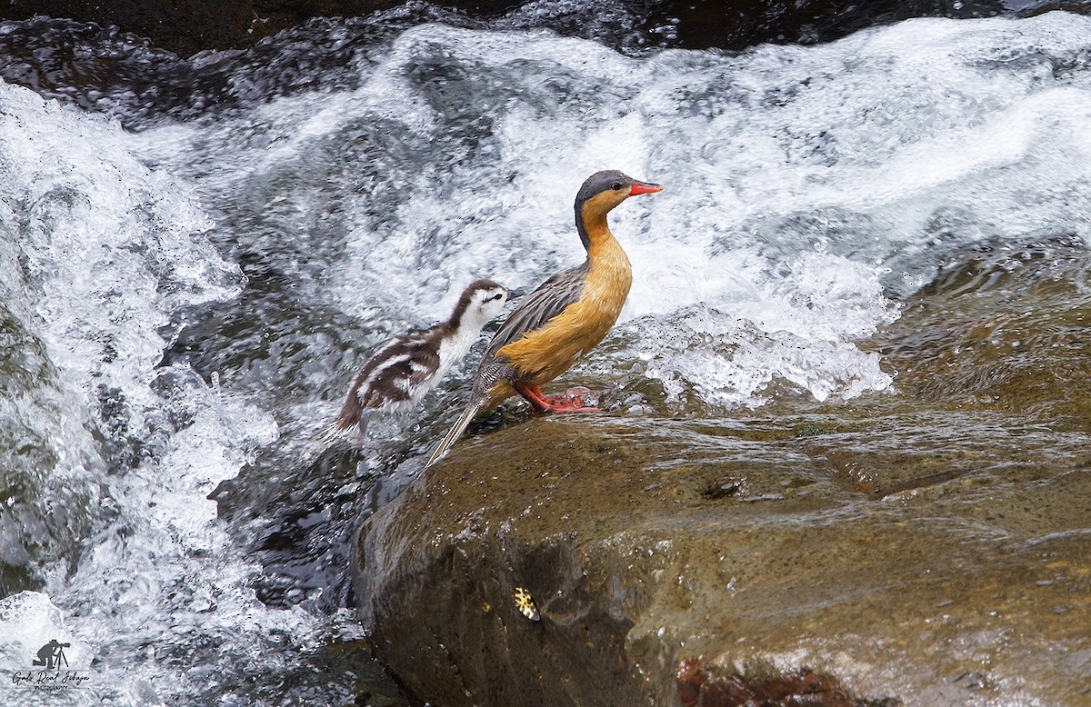 Torrent Duck - ML641290234