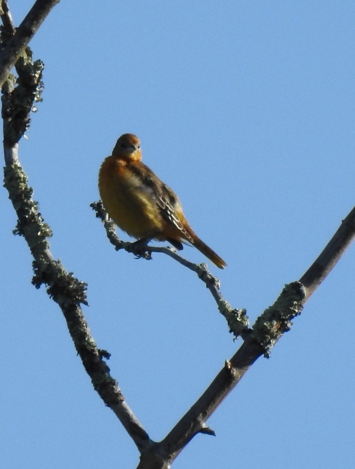 Baltimore Oriole - ML641290255