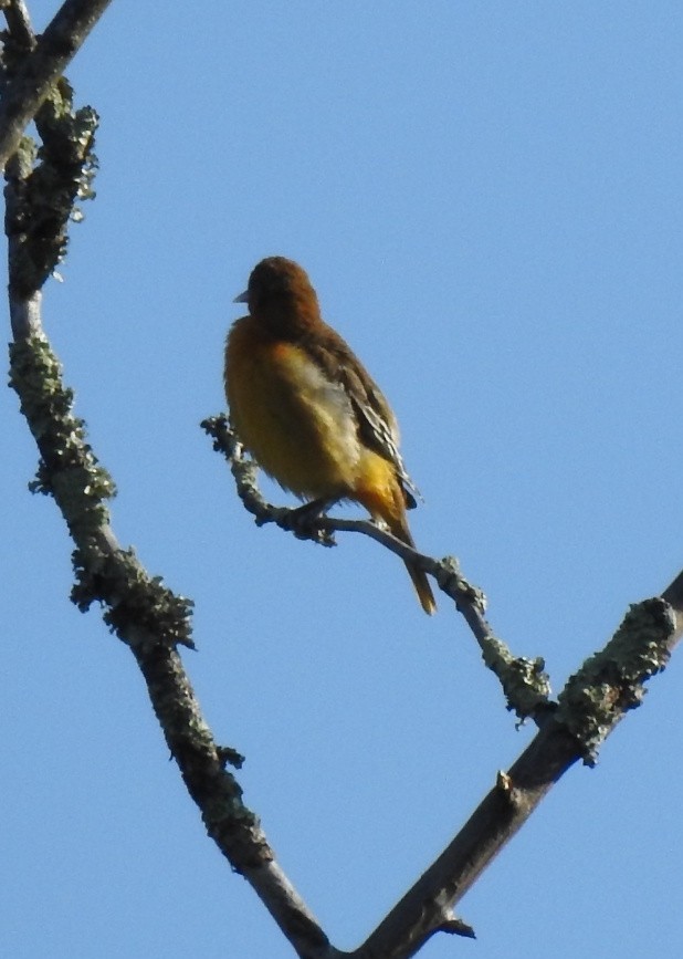 Baltimore Oriole - ML641290257