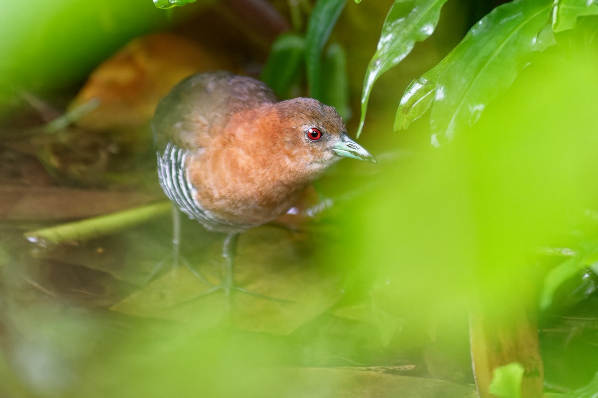 White-throated Crake - ML641290261
