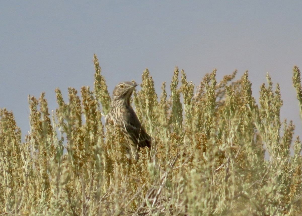 Sage Thrasher - ML641290262