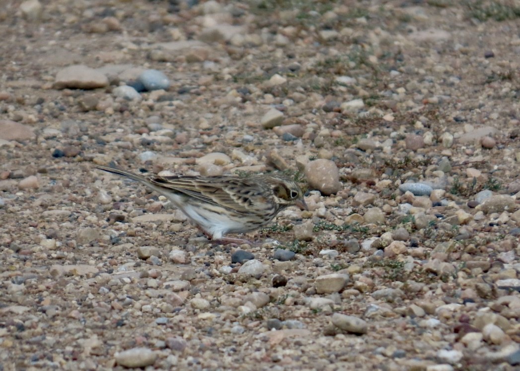 Vesper Sparrow - ML641290265
